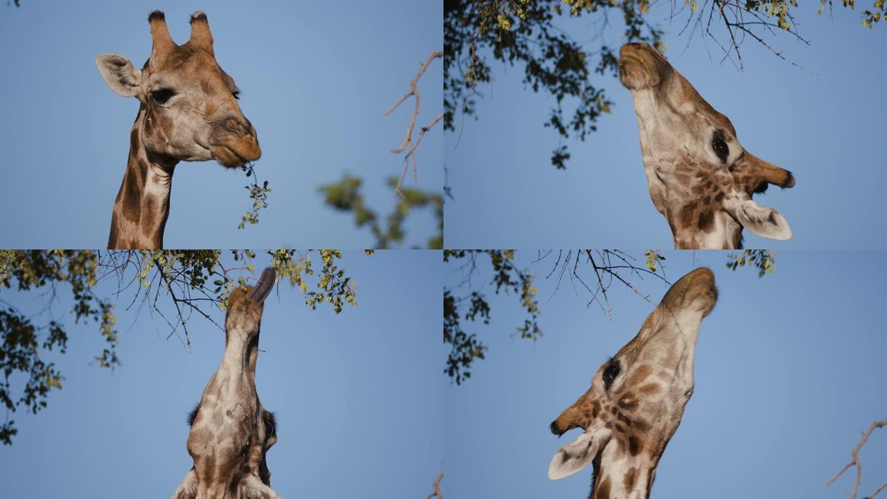4k沙漠长颈鹿的特写视图伸展脖子，以背景为蓝天的植被为食，纳米比亚纳米布沙漠的Hoanib山谷