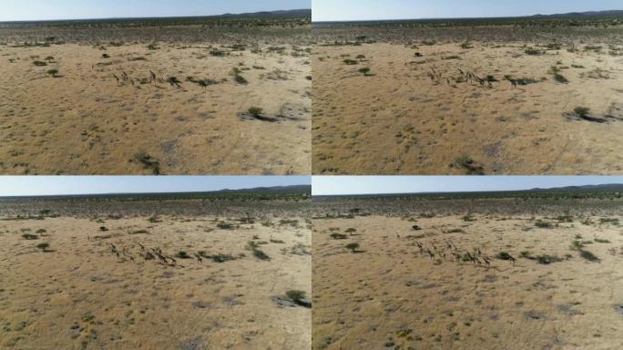 一群长颈鹿和他们的孩子在纳米比亚北部的稀树草原上散步的4k鸟瞰图