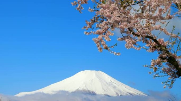 富士山樱花富士山樱花