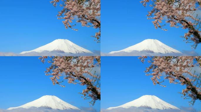 富士山樱花富士山樱花