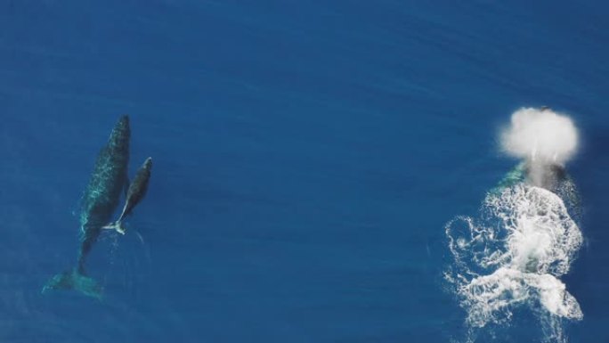 座头鲸荚俯拍俯视俯瞰鸟瞰航拍海鱼海洋