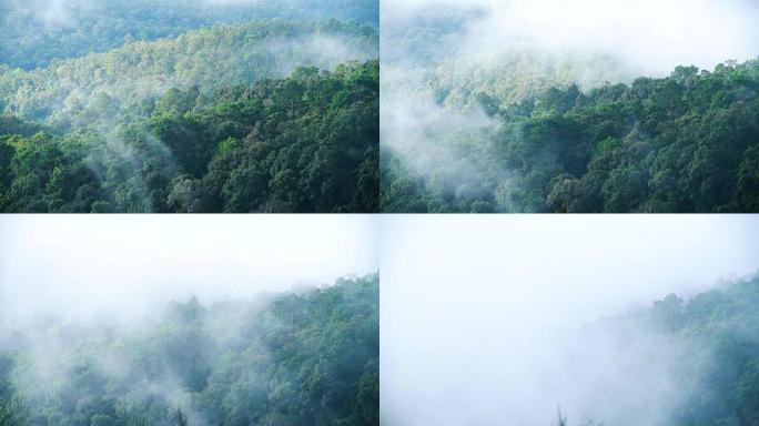 森林上空的雾云时间流逝。