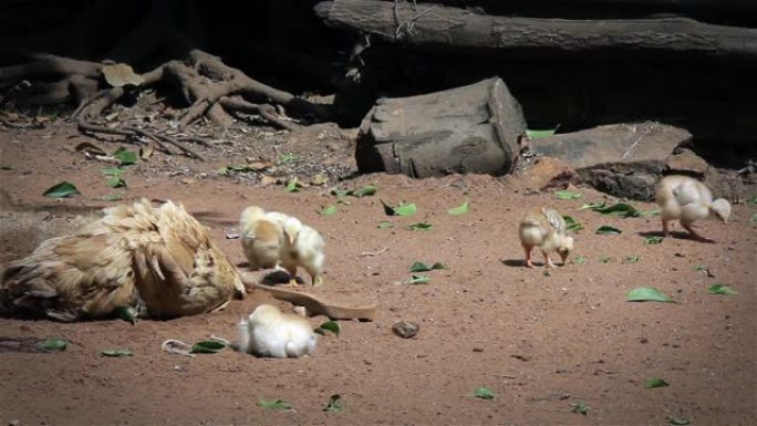 母鸡妈妈带着小鸡在农场里四处寻找食物。