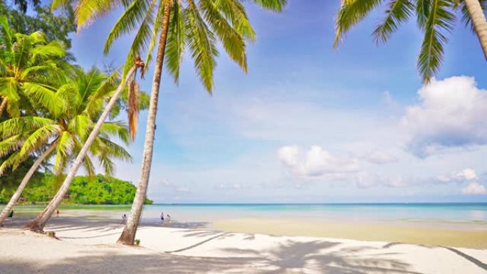 热带棕榈树海滩美丽的沙滩平静的海面晴朗海