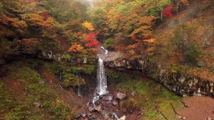 森林中的瀑布变色了日本的秋天日本上高知长野的森林