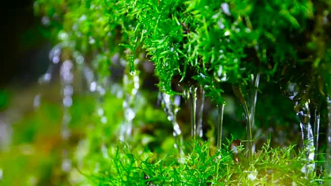 从绿色苔藓流出的特写水