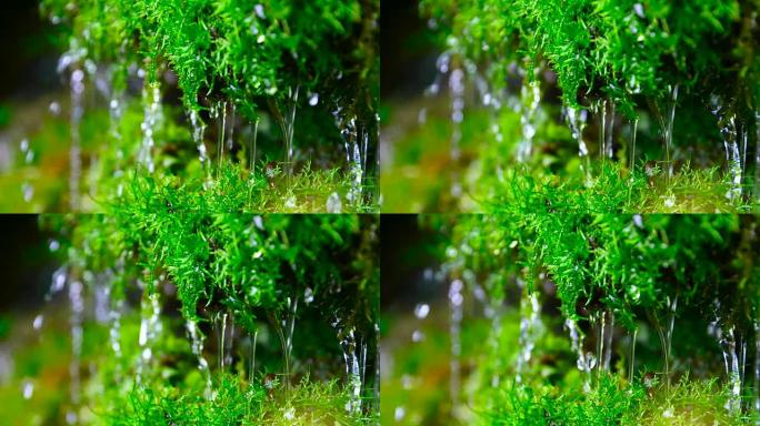 从绿色苔藓流出的特写水