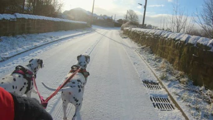狗走在积雪覆盖的道路上