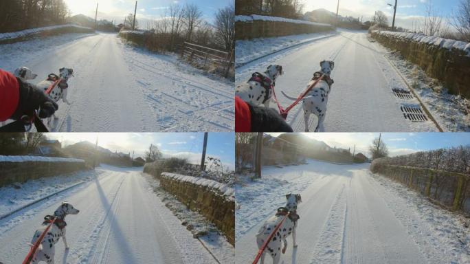 狗走在积雪覆盖的道路上