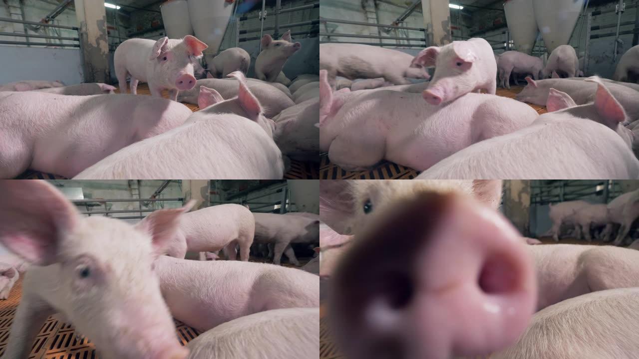 室内农场院子里的猪群