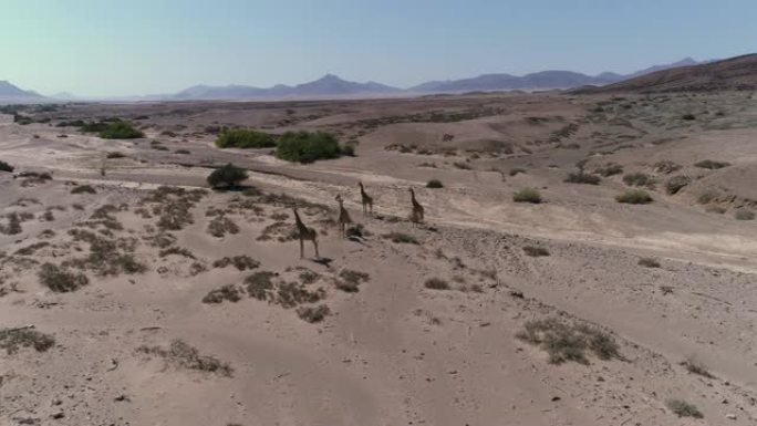 纳米比亚纳米布沙漠Kaokoland/Kunen地区的五只沙漠长颈鹿的4k空中变焦