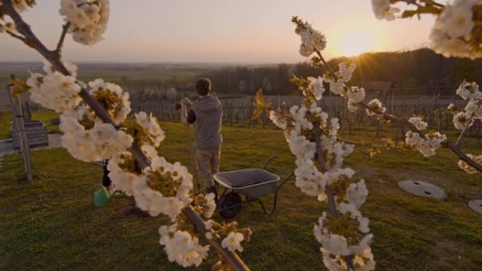 WS夫妇在日落时在田园诗般的乡村山坡上种植和浇水果树