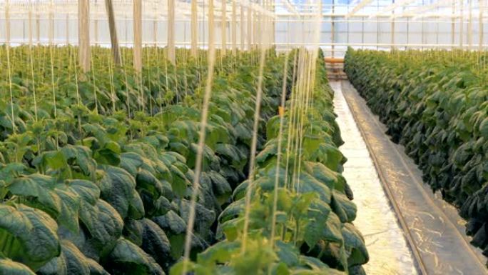 在大型温室中种植的黄瓜种植园。天然和新鲜蔬菜的有机栽培。
