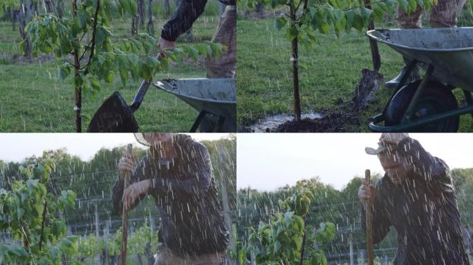 男性农民女士在雨中铲土在种植的果树上。农民用铲子在多雨的果园里种植果树。