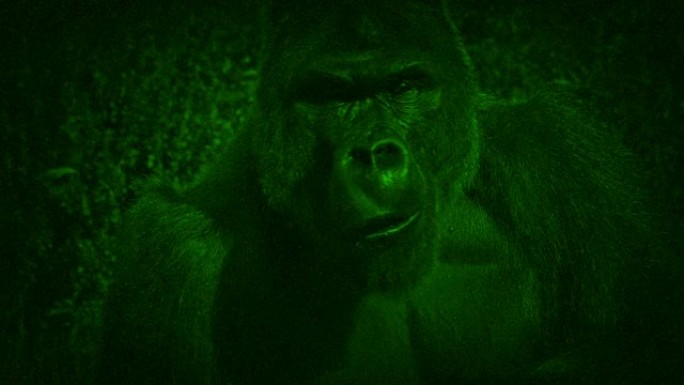 吃大猩猩植物的夜视视图