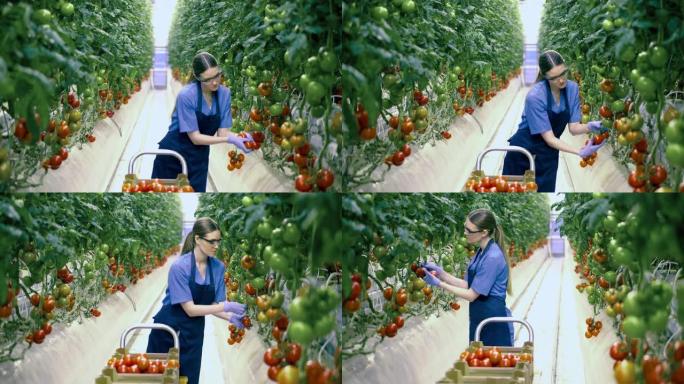 女工正在温室里收集西红柿