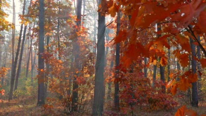 公园里的秋天。黄金时段日落时红色和橙色的autum树。万向节射击