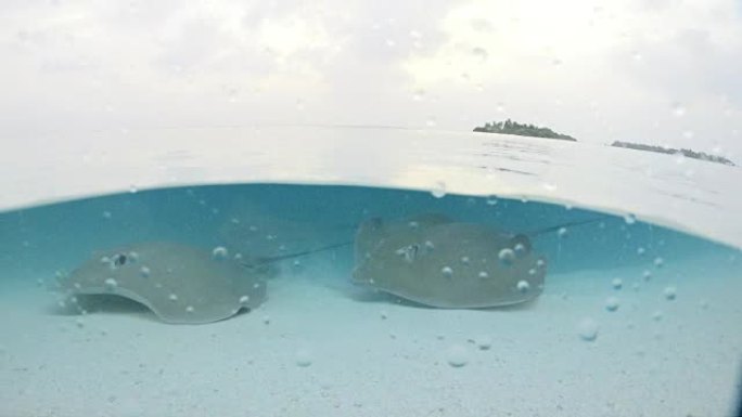 黄貂鱼女士沿着马尔代夫的热带海滩在水下游泳