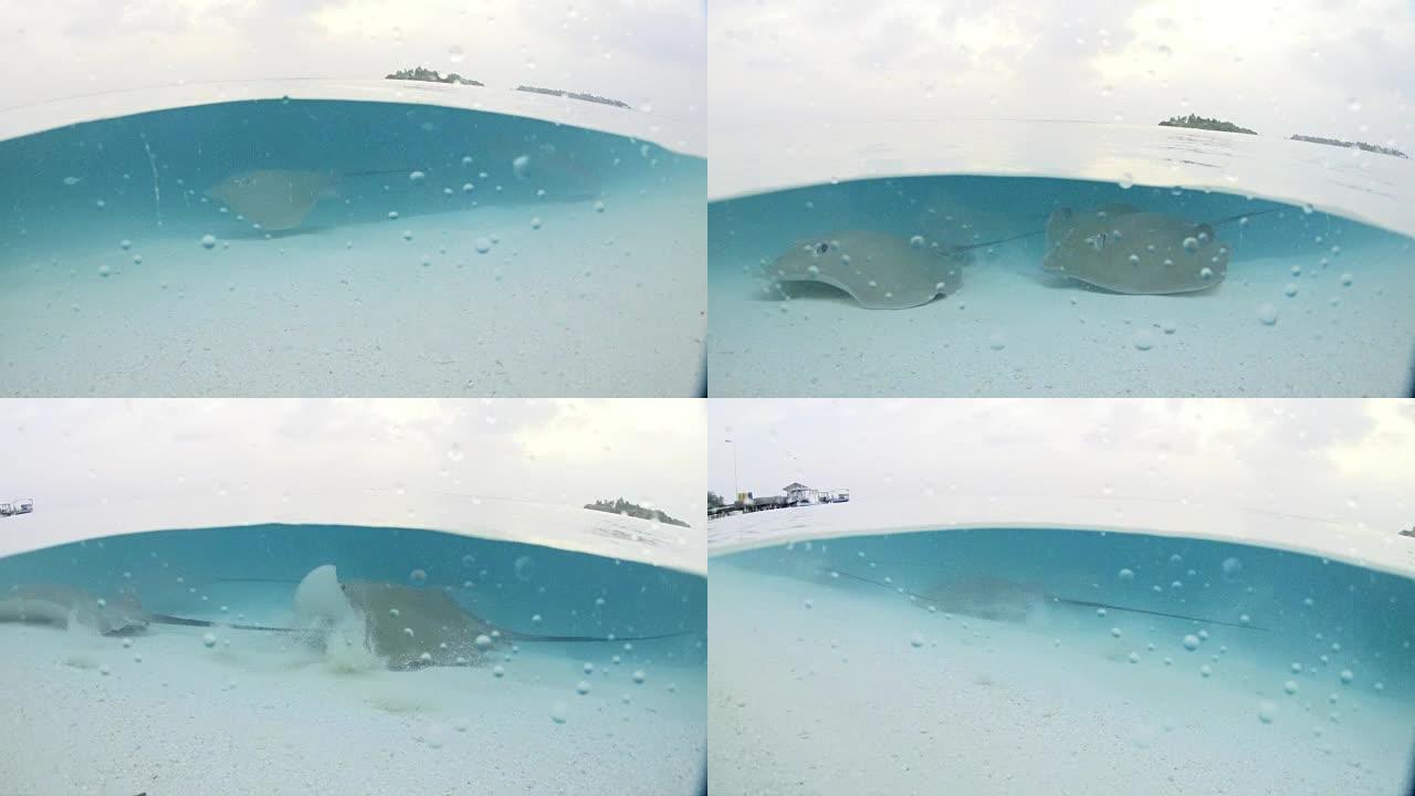 黄貂鱼女士沿着马尔代夫的热带海滩在水下游泳