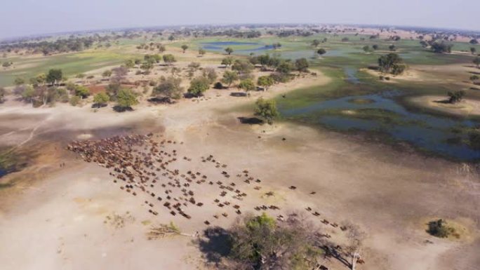 大量牛群进入奥卡万戈三角洲放牧的高鸟瞰图，博茨瓦纳
