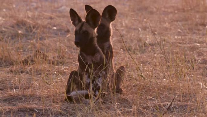 在博茨瓦纳的奥卡万戈三角洲，两只非洲野狗幼崽坐在地上四处张望