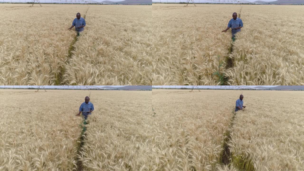 4k特写缩小使用数字平板电脑和监控农场小麦作物的非洲黑人农民的鸟瞰图