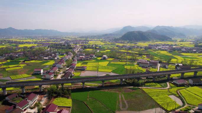 铁路油菜花