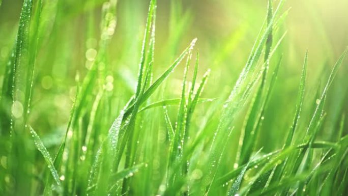 公园里新鲜绿草的滑动镜头。日出时水滴湿草的宏观视图。4K, UHD