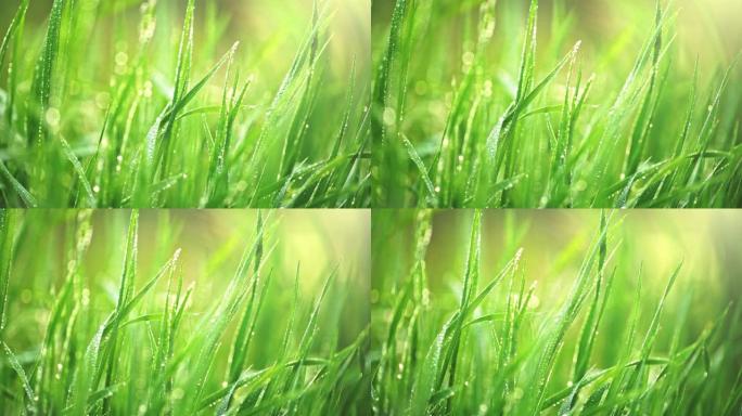 公园里新鲜绿草的滑动镜头。日出时水滴湿草的宏观视图。4K, UHD