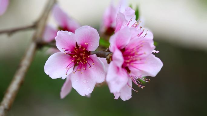 微距实拍三月桃花朵朵开