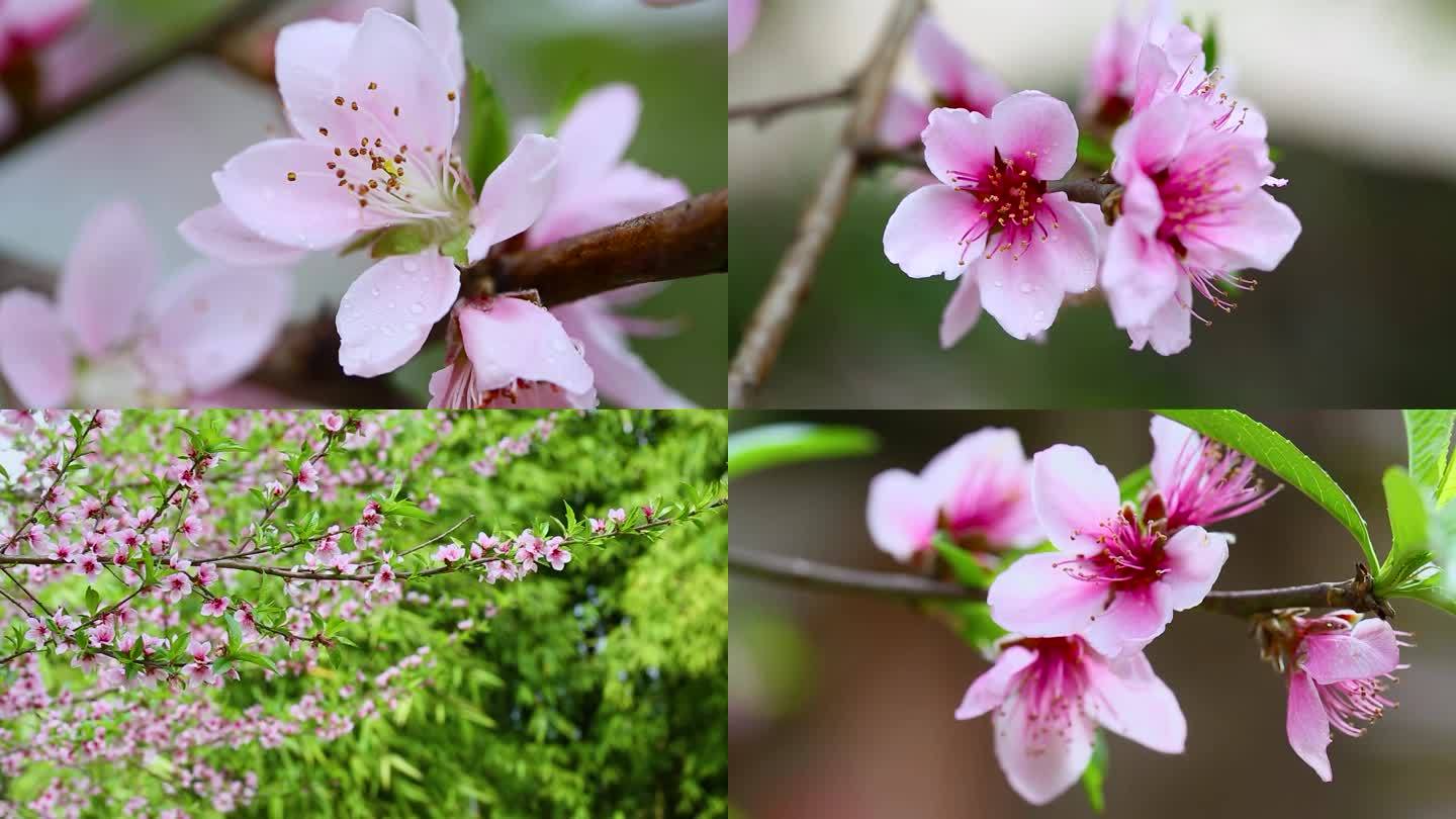 微距实拍三月桃花朵朵开