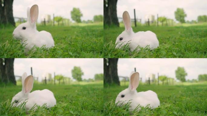 一只兔子在草地上吃着绿草，环顾四周的大自然。