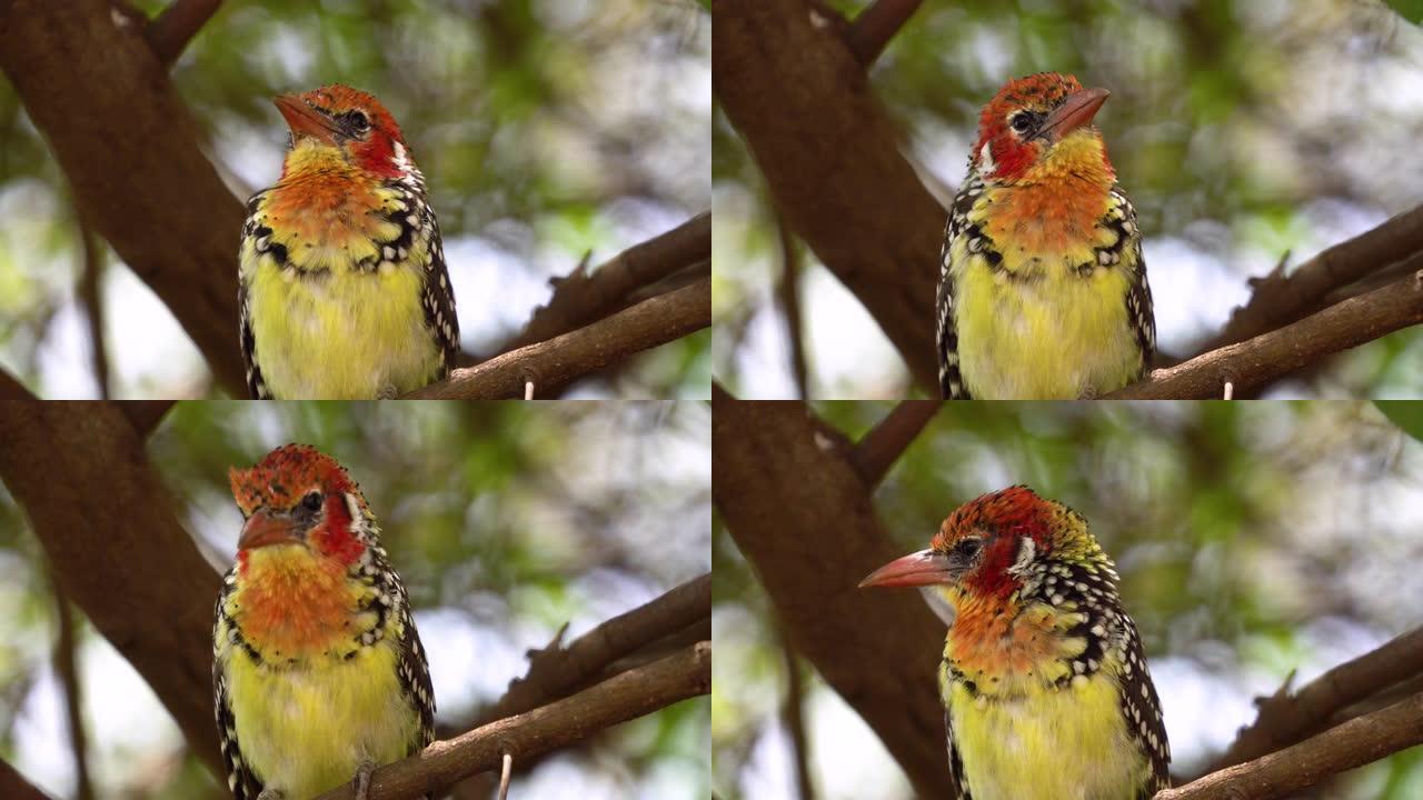 一只五颜六色的鸟在树枝上的特写镜头，它会鸣叫并环顾四周。