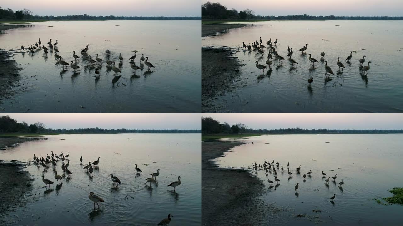 4k缩小了津巴布韦日落时站在水坑浅滩中的一群埃及鹅的鸟瞰图
