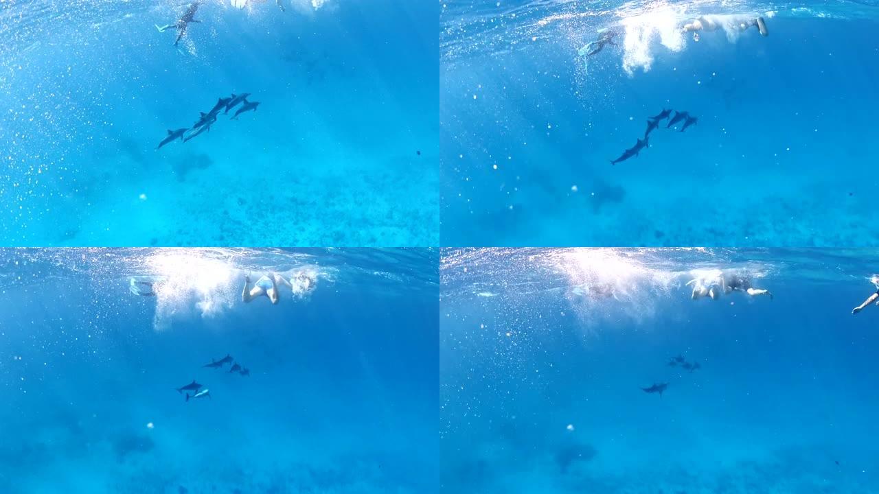和海豚一起潜水。水下风景