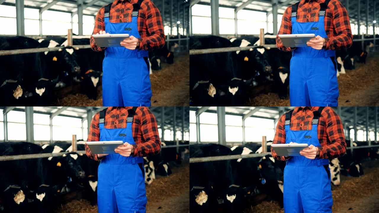 一名男子用平板电脑站在摊位的牛附近