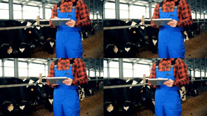 一名男子用平板电脑站在摊位的牛附近