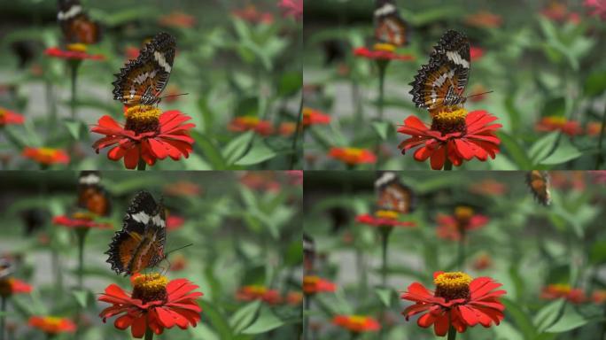 橙蝶以红花花蜜为食，飞走了。特写，慢动作镜头。