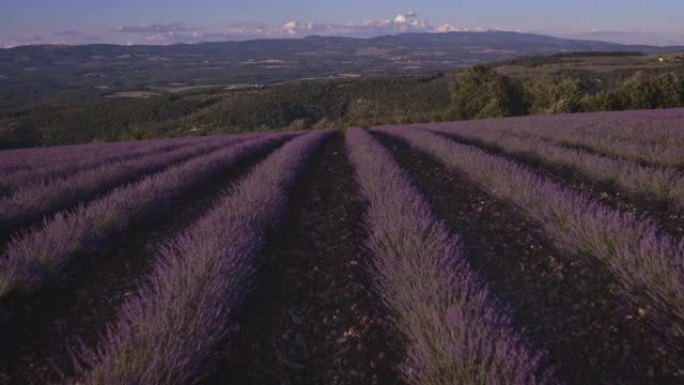 野外平行薰衣草植物的无人机视图