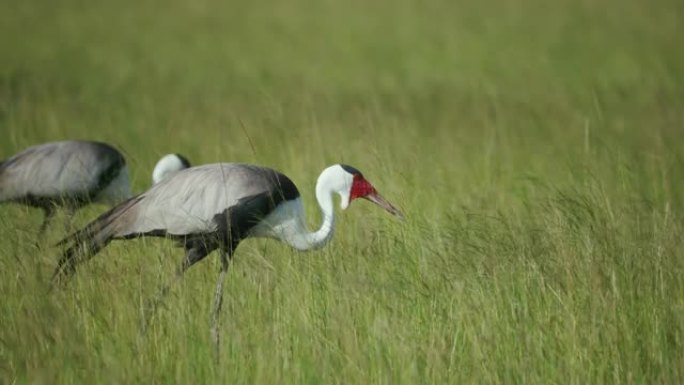 博茨瓦纳Makgadikgadi草原长草上两只以昆虫为食的瓦鹤的4k视图