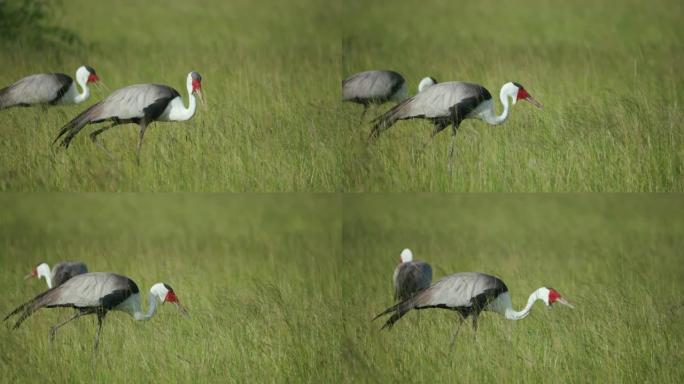 博茨瓦纳Makgadikgadi草原长草上两只以昆虫为食的瓦鹤的4k视图