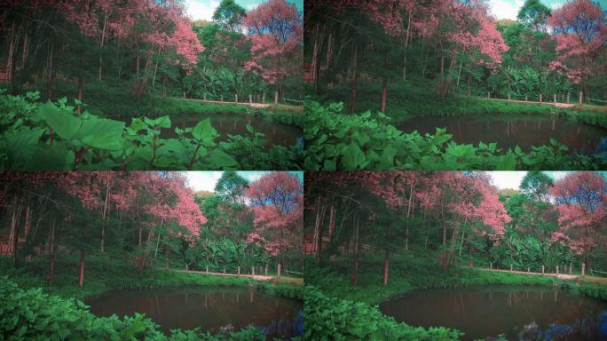 泰国清迈春季粉红樱花盛开