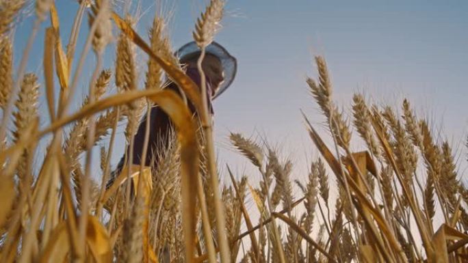 CS农民在日落时检查田间小麦