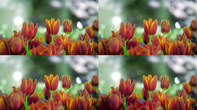 红色郁金香和白色郁金香背景的特写多莉镜头和慢动作