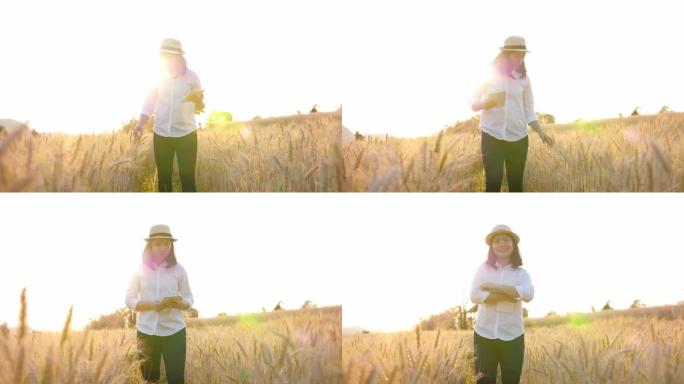 慢动作: 用数字平板电脑检查大麦稻田生长的女农民，慢动作