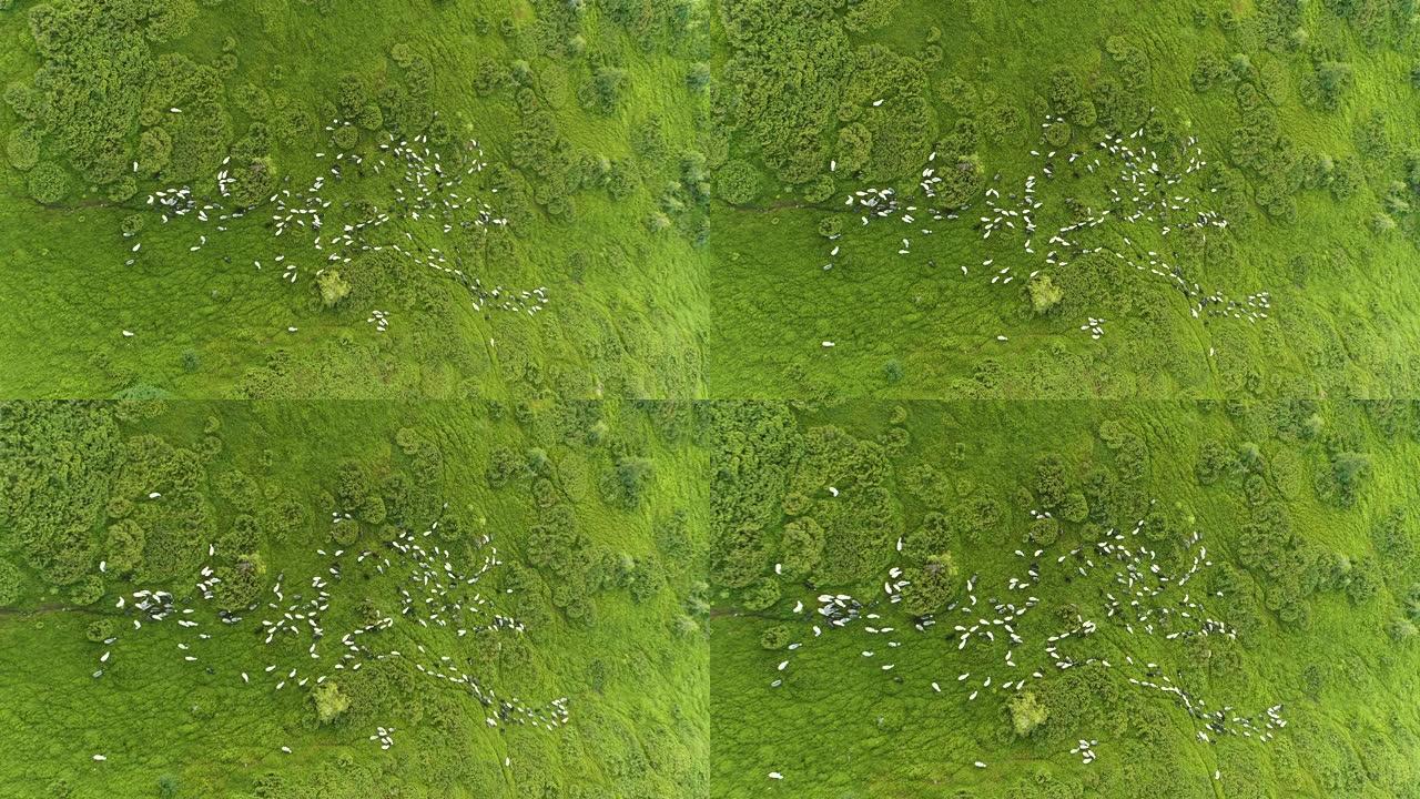 绿色山上羊群上方的飞行