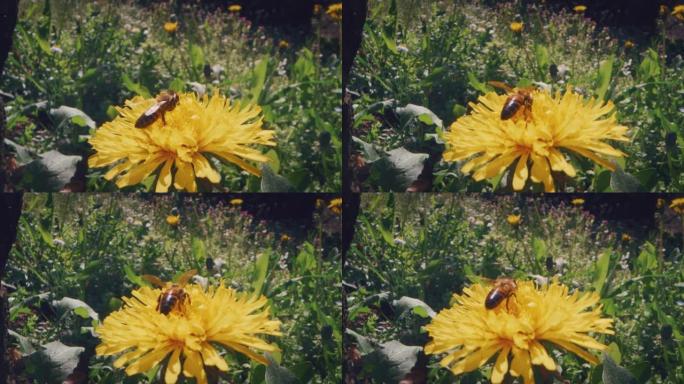 在阳光明媚的日子里，蜜蜂在绿色的草地上收集黄花的花蜜和花粉粒的慢动作宏观特写。