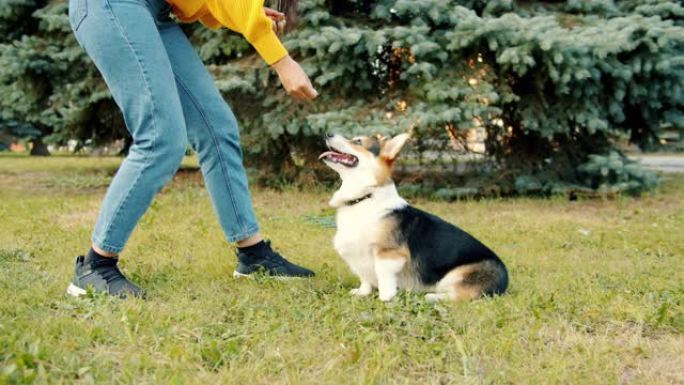 女人在户外与柯基犬玩耍，提供动物食物的低镜头