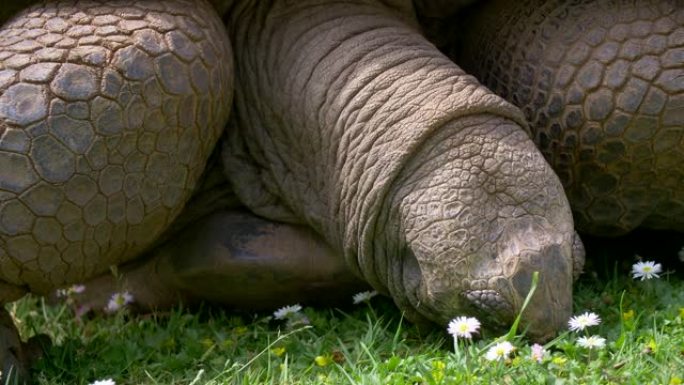 巨大的吃花。大turtoise的皮肤上覆盖着褶皱，在草地上咀嚼甘菊和草。特写镜头，4K