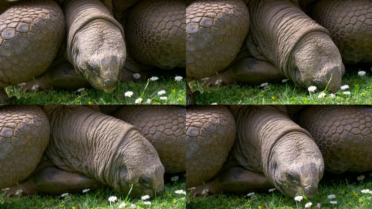 巨大的吃花。大turtoise的皮肤上覆盖着褶皱，在草地上咀嚼甘菊和草。特写镜头，4K